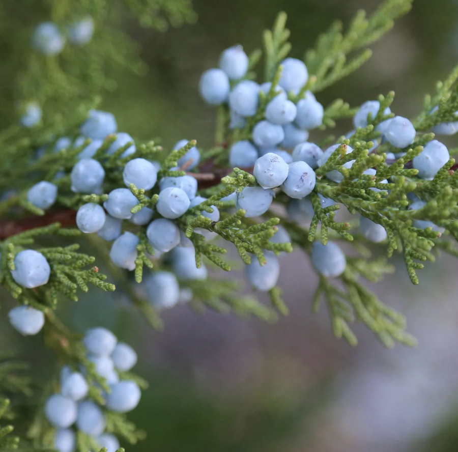 GingerChi Juniper Body Oil