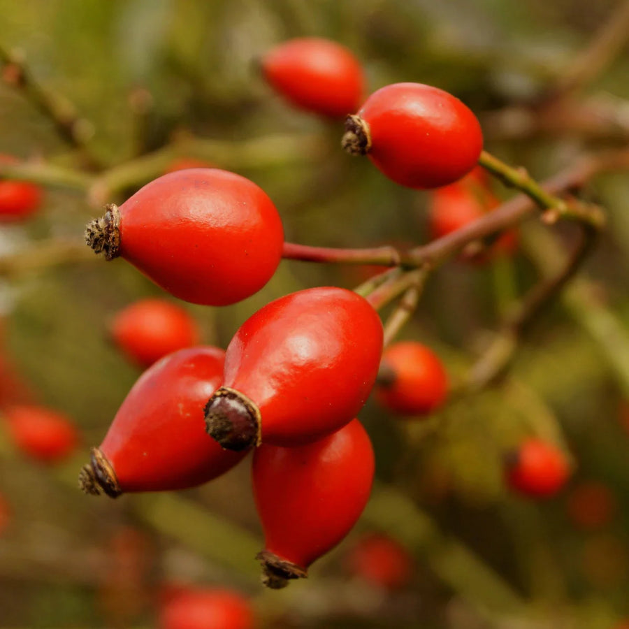 Sea Buckthorn Glow Facial Oil