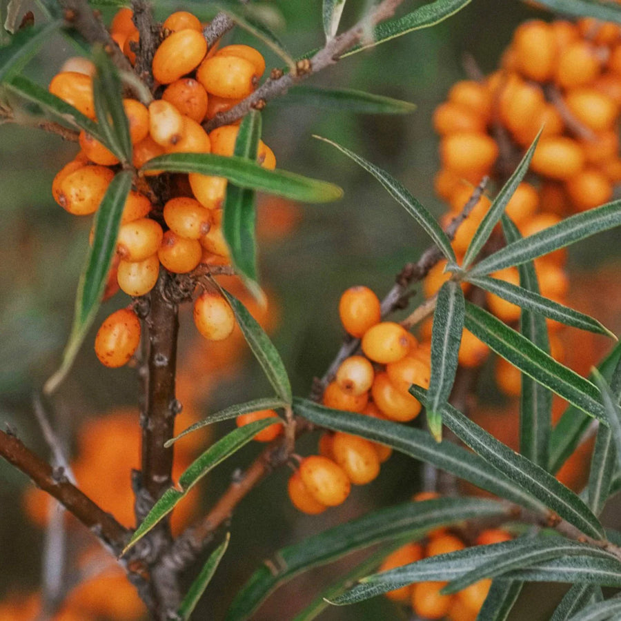 Sea Buckthorn Glow Facial Oil