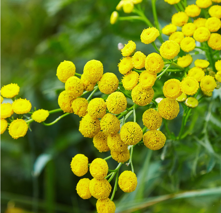 Blue Tansy Balancing Face Oil